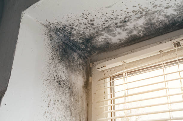 Trusted Attic Mold Removal service in Newton Highlands, MA - Cheap Mold Removal