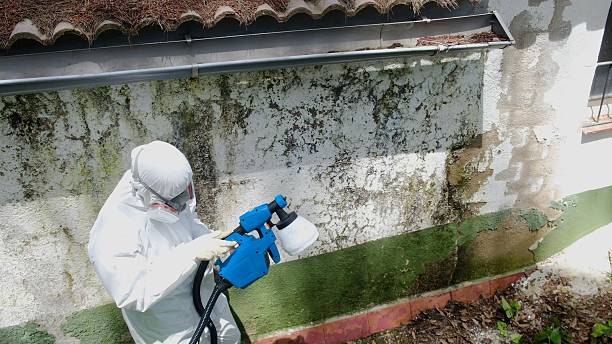 Trusted Basement Mold Remediation service in Newton Highlands, MA - Cheap Mold Removal